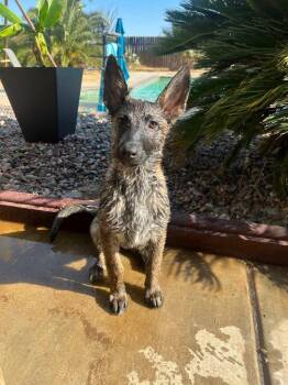 Willow-Located in CA -  Dutch Shepherd Dog for Adoption in Imlay City, Michigan - Willow-Located In CA | PetCurious