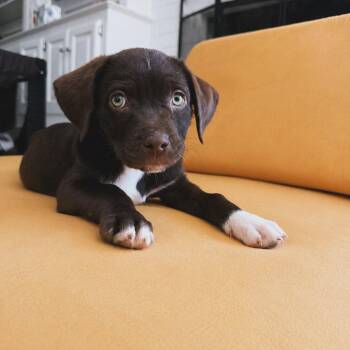 Labrador Retriever and Pit Bull Terrier Dogs Available for Adoption in Piedmont, Oklahoma - Ember | PetCurious