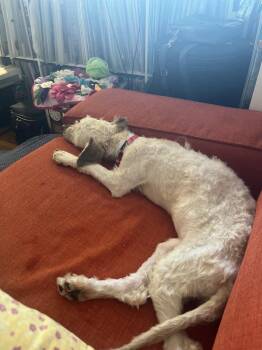 Cynthia **Available for Foster-to-Adopt** -  Poodle and Mixed Breed Dog for Adoption in New York, New York - Cynthia **Available For Foster-to-Adopt** | PetCurious