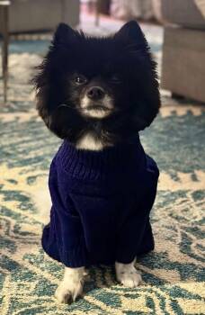Pomeranian Dogs Available for Adoption - Kobi | PetCurious