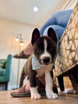 Bruiser Bear Playful Little Cub -  Siberian Husky and Husky Dog for Adoption in Friendswood, Texas - Bruiser Bear Playful Little Cub | PetCurious