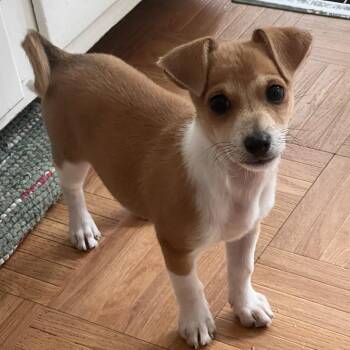 Buster -  Chihuahua Dog for Adoption in Chicago, Illinois - Buster | PetCurious