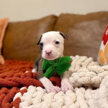 Jackson Full Send All In -  Pit Bull Terrier and Staffordshire Bull Terrier Dog for Adoption in Friendswood, Texas - Jackson Full Send All In | PetCurious