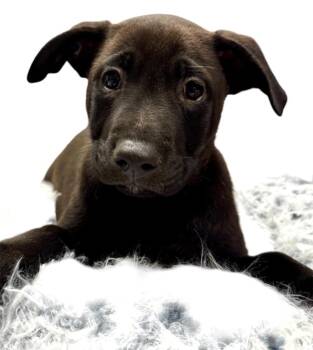 Cane Corso and Labrador Retriever Dogs Available for Adoption in Fort Myers, Florida - Mellow-2mo Old Puppy! | PetCurious