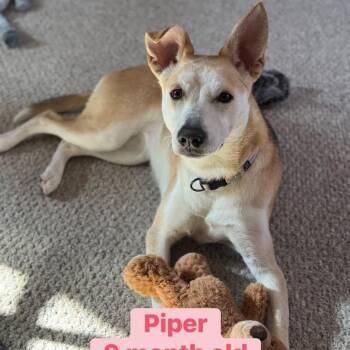 Yellow Labrador Retriever Dogs Available for Adoption - Piper | PetCurious