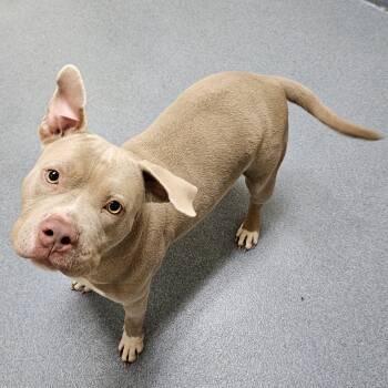 Thicc Bunkus -  Pit Bull Terrier Dog for Adoption in Suffolk, Virginia - Thicc Bunkus | PetCurious
