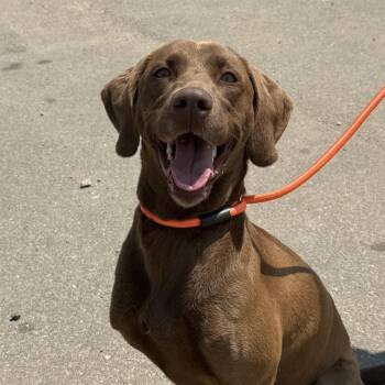 Labrador Retriever Dogs Available for Adoption in Columbia, South Carolina - Brandy | PetCurious
