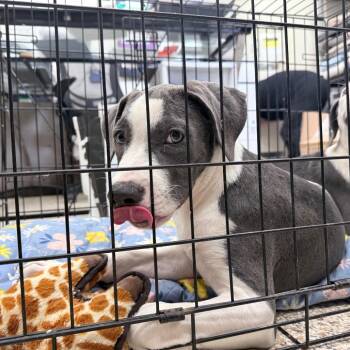 Beretta -  Mixed Breed Dog for Adoption in Auburn, Alabama - Beretta | PetCurious