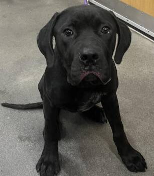 Cane Corso and Mixed Breed Dogs Available for Adoption - QUILL | PetCurious