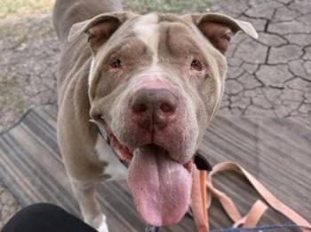 Odin -  Mixed Breed Dog for Adoption in Georgetown, Texas - Odin | PetCurious