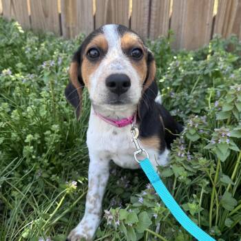 Beagle Dogs Available for Adoption - Violet | PetCurious