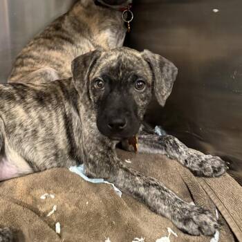 Bashful -  Mixed Breed Dog for Adoption in Bend, Oregon - Bashful | PetCurious