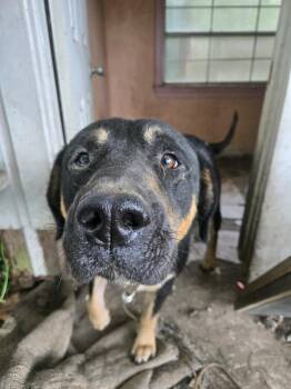 Rescue Labrador Retriever and Husky Dogs for Adoption in Mobile, Alabama - ~ Courtesy ~ Duke | PetCurious