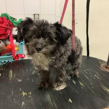 STINX -  Poodle Dog for Adoption in San Gabriel, California - STINX | PetCurious