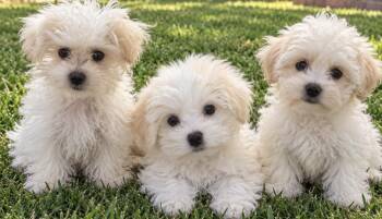 Pip, Mochi and Bowie -  Maltipoo and Maltese Dog for Adoption in Cerritos, California - Pip, Mochi And Bowie | PetCurious