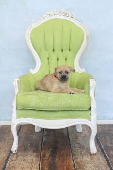 Griff -  Brussels Griffon Dog for Adoption in Torrington, Connecticut - Griff | PetCurious