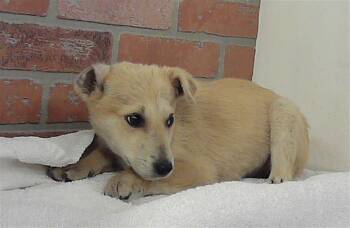 German Shepherd Dog and Mixed Breed Dogs Available for Adoption - KAYLEE | PetCurious