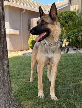 Mama Maya -  German Shepherd Dog Dog for Adoption in Pleasant Hill, California - Mama Maya | PetCurious