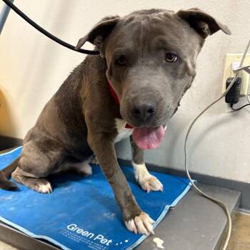 Clumsy -  Pit Bull Terrier Dog for Adoption in Yuma, Arizona - Clumsy | PetCurious