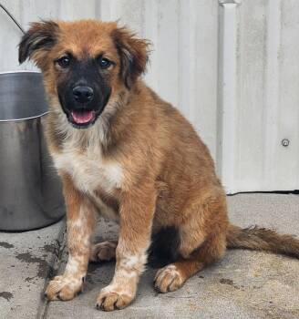 Kealoha -  Australian Cattle Dog Blue Heeler and Australian Shepherd Dog for Adoption in Fort Lupton, Colorado - Kealoha | PetCurious