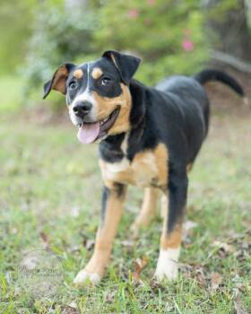 Labrador Retriever and Husky Dogs Available for Adoption in Tuscaloosa, Alabama - Tucker | PetCurious