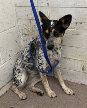 MARNIE -  Australian Cattle Dog Blue Heeler Dog for Adoption in San Bernardino, California - MARNIE | PetCurious