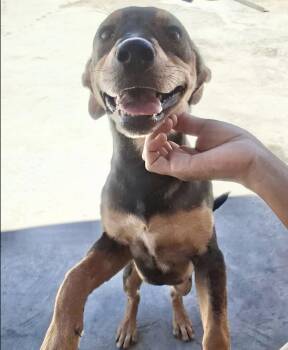 Gia -  Mixed Breed Dog for Adoption in San Diego, California - Gia | PetCurious