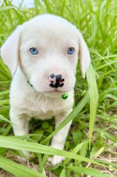 Labrador Retriever and Shepherd Dogs Available for Adoption in Isabela, Isabela - Domino - Blue Eye