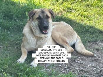 Rescue Anatolian Shepherd Dogs for Adoption in Rockdale, Texas - "LIL