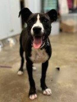 Silvie -  Pit Bull Terrier Dog for Adoption in Newport, Kentucky - Silvie | PetCurious
