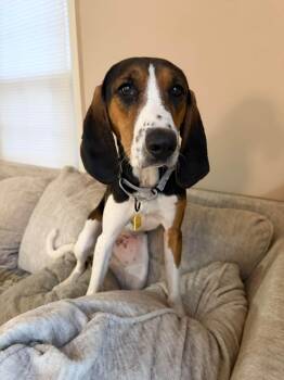 Pippin -  English Coonhound Dog for Adoption in Cleveland, Ohio - Pippin | PetCurious