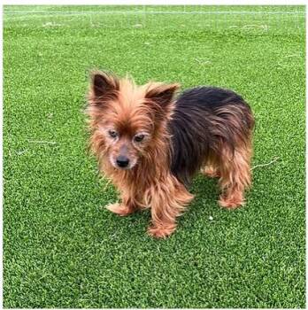 Rescue Yorkshire Terrier Dogs for Adoption in Granbury, Texas - Ruthie | PetCurious