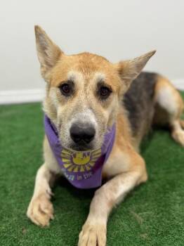 German Shepherd Dog and Mixed Breed Dogs Available for Adoption - Harper | PetCurious