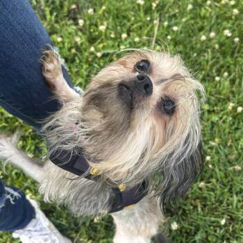 Scarlett -  Shih Tzu Dog for Adoption in Mineral Point, Wisconsin - Scarlett | PetCurious