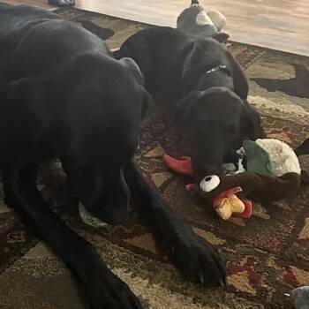 Elia D71167 -  Black Labrador Retriever and Poodle Dog for Adoption in Minnetonka, Minnesota - Elia D71167 | PetCurious
