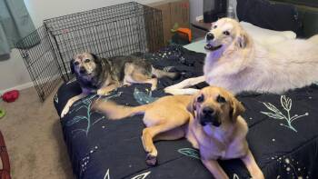 Micah -  German Shepherd Dog Dog for Adoption in Herndon, Virginia - Micah | PetCurious