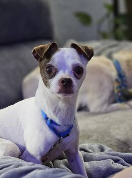 Chihuahua Dogs Available for Adoption in New London, Wisconsin - Atlas | PetCurious