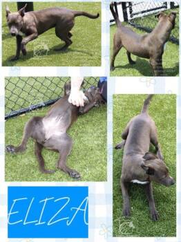 Mixed Breed Dogs Available for Adoption in Kenansville, North Carolina - ELIZA | PetCurious
