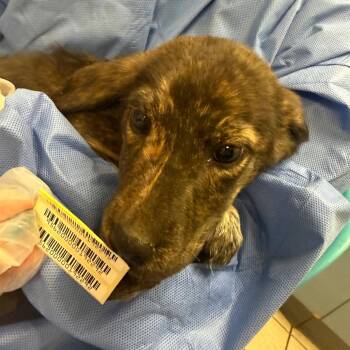 Blue -  Mixed Breed Dog for Adoption in Springboro, Ohio - Blue | PetCurious