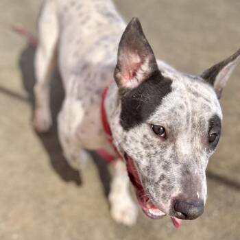 Preston* -  Bull Terrier and Pit Bull Terrier Dog for Adoption in San Gabriel, California - Preston* | PetCurious