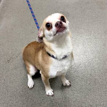Chihuahua Dogs Available for Adoption - Torta | PetCurious