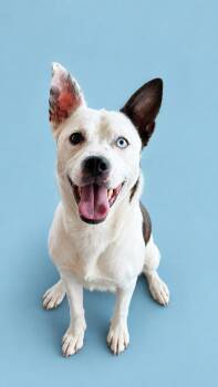 Azure -  American Staffordshire Terrier and Australian Cattle Dog Blue Heeler Dog for Adoption in Cleveland, Texas - Azure | PetCurious