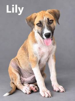 Lilly -  Hound and Black Mouth Cur Dog for Adoption in Lucas, Texas - Lilly | PetCurious
