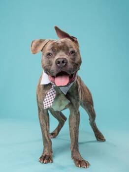Pit Bull Terrier and Mixed Breed Dogs Available for Adoption in Atlanta, Georgia - Flobberscotch | PetCurious