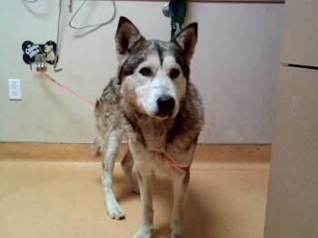 Siberian Husky Dogs Available for Adoption in Martinez, California - LOVO | PetCurious