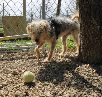 Terrier Dogs Available for Adoption in Plain City, Ohio - Scamp | PetCurious