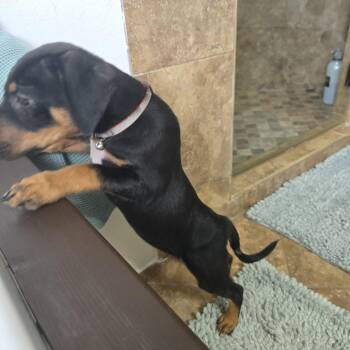 Elly May -  Black And Tan Coonhound and Rottweiler Dog for Adoption in Panama City, Florida - Elly May | PetCurious