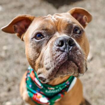 PICO -  American Staffordshire Terrier Dog for Adoption in San Antonio, Texas - PICO | PetCurious