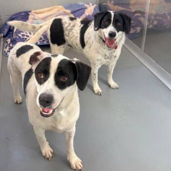 Australian Cattle Dog Blue Heeler and Mixed Breed Dogs Available for Adoption in Wheeling, Illinois - Alpha | PetCurious