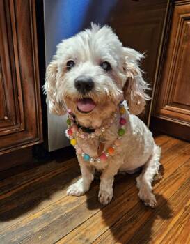 Miniature Poodle Dogs Available for Adoption - Nicole | PetCurious